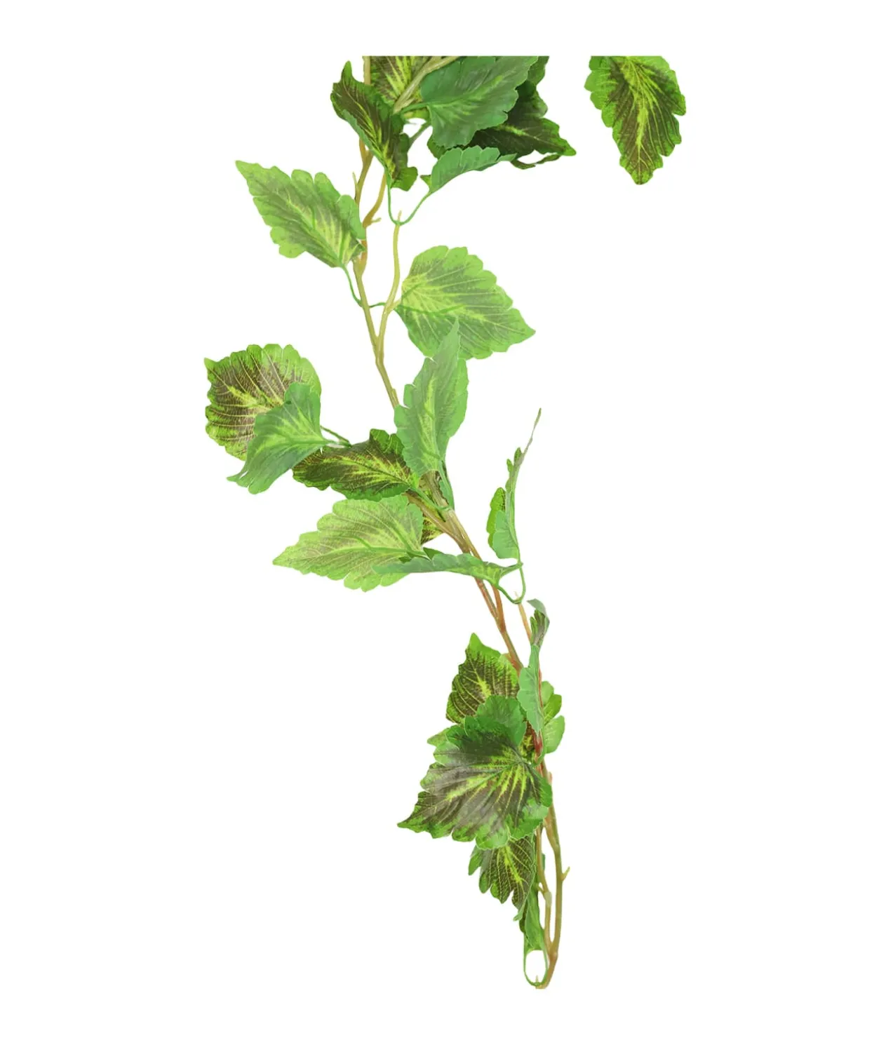 Cattail Vine 200cm Assorted