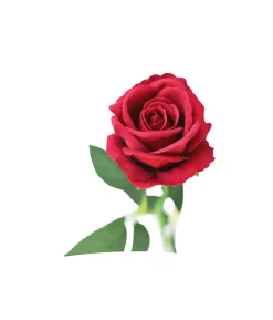 Dark Red Artificial Velvet Rose 51cm