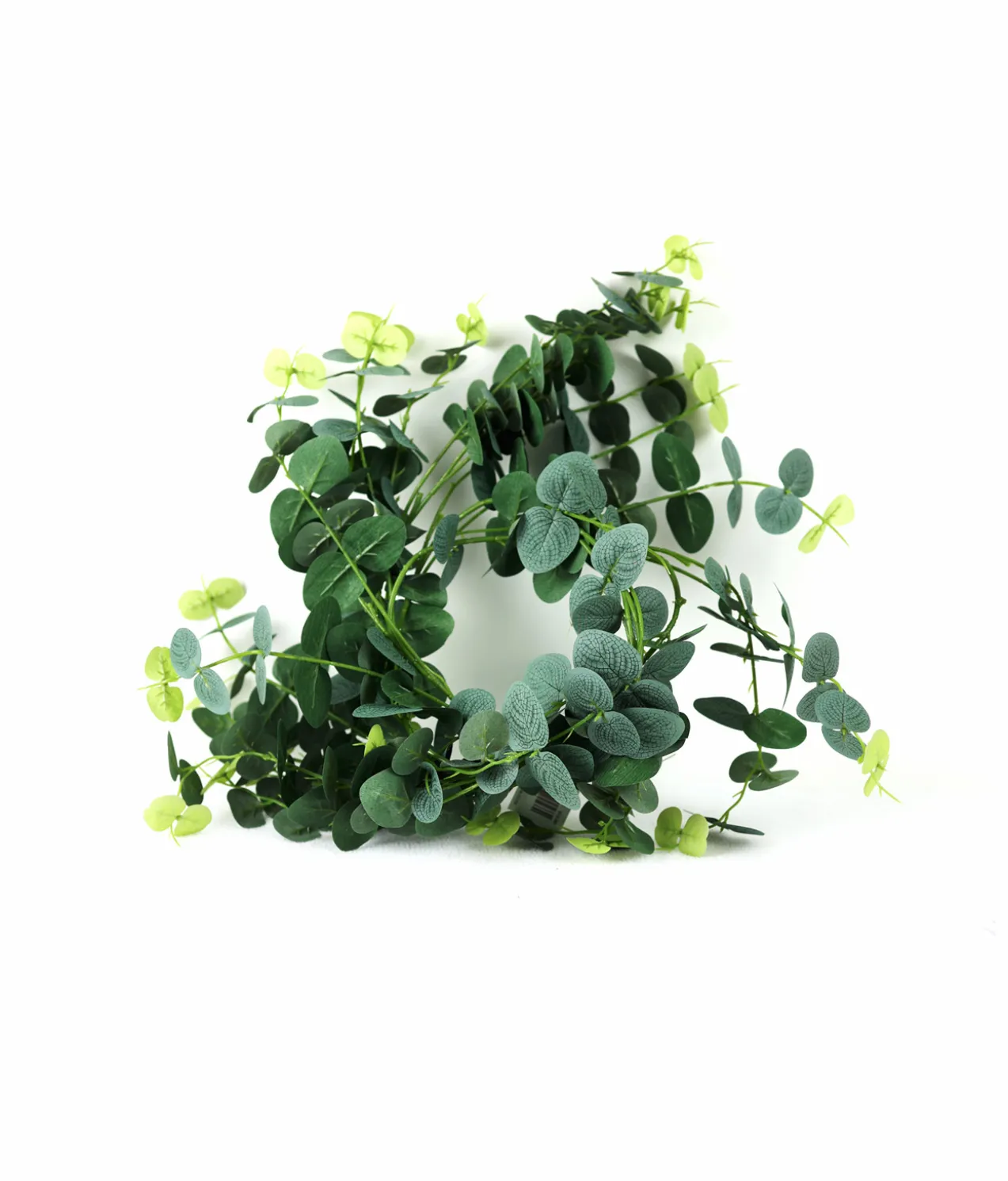 Eucalyptus 190cm