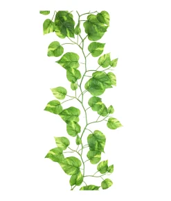 Green Wisteria Vine 185cm Assorted