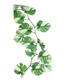 Monstera Vine 180cm Assorted
