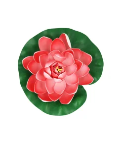 Pastel Red Floating Water Lily 18cm