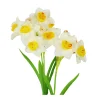White Daffodil 3 Branched 79cm