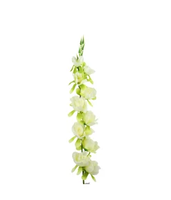 White Gladiolus Bush Flower 7 Head 77cm