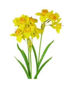 Yellow Daffodil 3 Branched 79cm